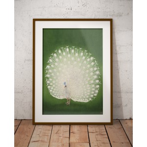 Lámina Pavo real blanco