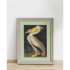 Lámina Pelícano blanco americano