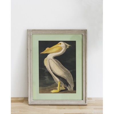 Lámina Pelícano blanco americano