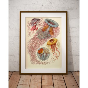 Lámina Medusas Discomedusae