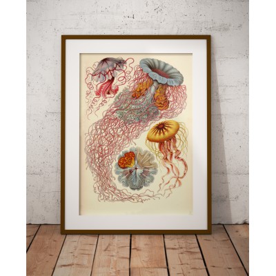 Lámina Medusas Discomedusae