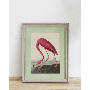 Lámina Flamenco americano
