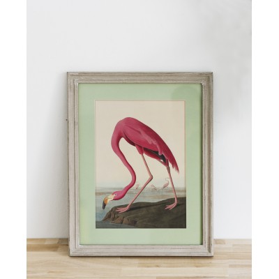 Lámina Flamenco americano