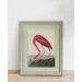 Lámina Flamenco americano