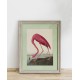 Lámina Flamenco americano